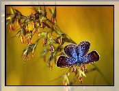 Roślina, Niebieski, Motyl