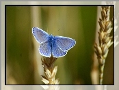 Modraszek, Niebieski, Motyl