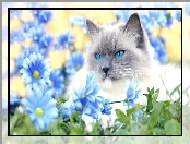 Niebieskie, Margerytki, Kot, Oczy