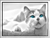 Kotek, Niebieskie, Legowisko, Oczy
