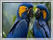 Dwie, Niebieskie, Modroary hiacyntowe, Papugi