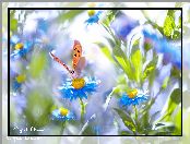 Niebieskie, Rozmyte tło, Motyl, Kwiaty