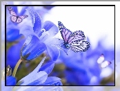 Motyle, Niebieskie, Kwiaty
