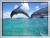 Delfiny, Niebo, Morze