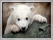 Niedźwiadek, Polarny
