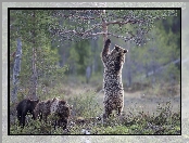 Drzewa, Niedźwiedzie, Brunatne