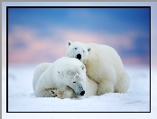 Niedźwiedzie, Śnieg, Dwa, Polarne