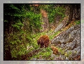Niedźwiedzie, Kamienie, Drzewa, Las, Skały