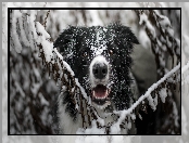 Śnieg, Gałązki, Border collie, Pies, Mordka