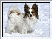 Śnieg, Pies, Spaniel kontynentalny miniaturowy Papillon