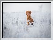 Śnieg, Pies, Retriever z Nowej Szkocji