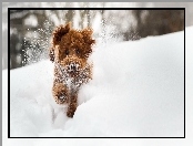 Pies, Śnieg, Biegnący