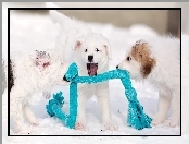 Szalik, Śnieg, Psy