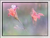 Niestrzęp głogowiec, Lilie, Motyl, Kwiaty
