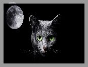 Noc, Księżyc, Czarny, Grafika 2D, Kot