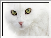 turecka angora, Biały, Kot