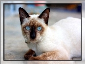 Oczy, Niebieskie, Kot, Piękny, Syjamski