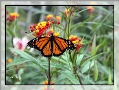 Ogród, Liście, Monarch, Motyl, Kwiaty
