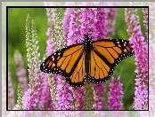 Ogród, Kwiaty, Motyl, Piękny, Monarch