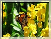 Motyl, Żółte, Kwiaty