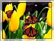 Danaid wędrowny, Monarcha, Tulipany, Żółte, Motyle