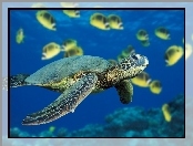 Żółw Wodny