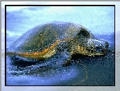 Żółw wodny