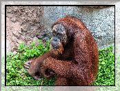 Zielań, Orangutan, Skała