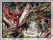 Orangutany, Liany, Małpy, Dżungla