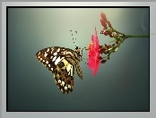 Kwiat, Owady, Motyl