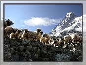 Góry, Owce, Kamienie