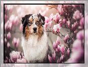 Pies, Owczarek australijski, Magnolia, Kwiaty
