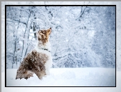 Owczarek australijski, Śnieg, Pies, Drzewa