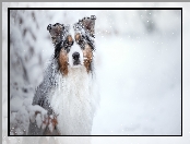 Śnieg, Pies, Owczarek australijski