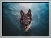 Owczarek niemiecki, Pływanie, Pies, Woda