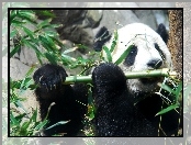 Bambus, Panda, Jedząca