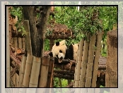 Drzewa, Panda, Ogrodzenie