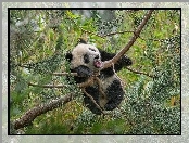 Las, Panda, Drzewo