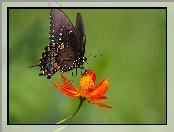 Rozmycie, Papilio polyxenes, Motyl, Kwiat, Cynia, Paź, Kolorowy