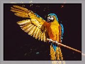 Ara żółtoskrzydła, Ptak, Papuga