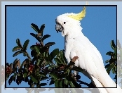 Papuga, Drzewo, Biała, Kakadu