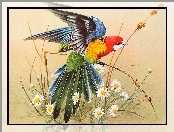 Kwiatki, Papuga