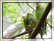 Papugi, Konar, Trzy, Amazonki Białoczelne