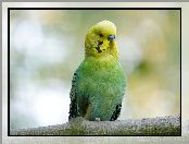 Papużka falista, Zielono-żółta, Papuga