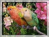 Papużki, Kwiaty, Kolorowe, Gałązka