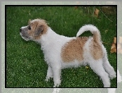 Trawa, Parson Russell Terrier