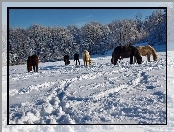 Pastwisko, Śniegiem, Zima, Konie, Zasypane