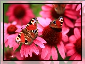Pawik Rusałka, Motyle, Czerwone, Jeżówki, Kwiaty