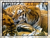 Stado, Śpiące, Tygrysy