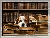 Śmieszne, Biblioteczka, Pies, Śpiący, Książki